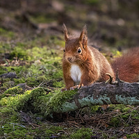 Buy canvas prints of Inquisitive Squirrel by Mark Tomlinson