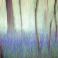 Buy canvas prints of Bluebell Impressions by Mark Tomlinson