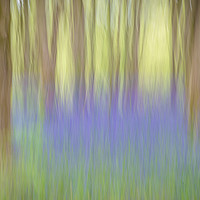 Buy canvas prints of Bluebell Impressions 2 by Mark Tomlinson