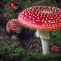 Buy canvas prints of Fly Agaric by Mark Tomlinson