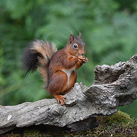 Buy canvas prints of Red Squirrel enjoying a nut by GBR Photos