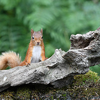 Buy canvas prints of Cheeky Squirrel by GBR Photos