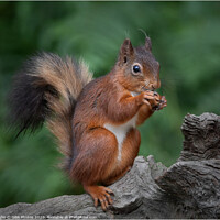 Buy canvas prints of Red Squirrel by GBR Photos