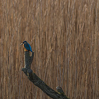 Buy canvas prints of Kingfisher by Graham McCarroll
