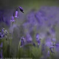 Buy canvas prints of WOODLAND BLUEBELLS by Tony Sharp LRPS CPAGB