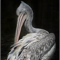 Buy canvas prints of GREAT WHITE PELICAN (Pelecanus onocrotalus) PREENING by Tony Sharp LRPS CPAGB