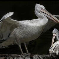 Buy canvas prints of TWO GREAT WHITE PELICANS (Pelecanus onocrotalus) AT REST BY A LAKE by Tony Sharp LRPS CPAGB