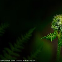 Buy canvas prints of NEW GROWTH - LADY FERN  by Tony Sharp LRPS CPAGB