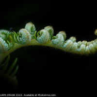 Buy canvas prints of NEW GROWTH 2 - LADY FERN  by Tony Sharp LRPS CPAGB
