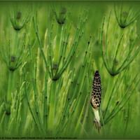 Buy canvas prints of HORSETAIL PLANTS - RYE HARBOUR, E. SUSSEX by Tony Sharp LRPS CPAGB