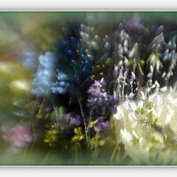 Buy canvas prints of SUMMER BLOOMS by Tony Sharp LRPS CPAGB