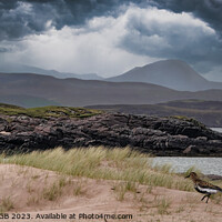 Buy canvas prints of REDSHANK WADER - WESTER ROSS, SCOTTISH HIGHLANDS by Tony Sharp LRPS CPAGB