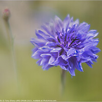 Buy canvas prints of CORNFLOWER - BLOOM AND BUD by Tony Sharp LRPS CPAGB