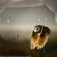 Buy canvas prints of BARN OWL IN EARLY MORNING by Tony Sharp LRPS CPAGB
