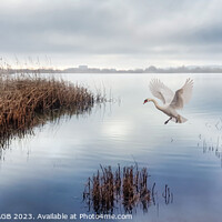 Buy canvas prints of SOFT LANDING -GRAVEL QUARRY LAKE RYE HARBOUR NATURE RESERVE by Tony Sharp LRPS CPAGB