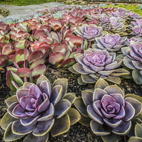 Buy canvas prints of  Succulents in a Formal Setting by Tony Sharp LRPS CPAGB