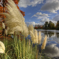 Buy canvas prints of  Pampas Grass by a Lake by Tony Sharp LRPS CPAGB