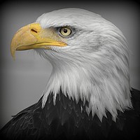 Buy canvas prints of American Bald Eagle (Haliaeetus leucocephalus) by Tony Sharp LRPS CPAGB
