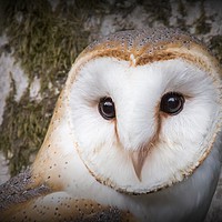 Buy canvas prints of Portrait of a Barn Owl by Tony Sharp LRPS CPAGB