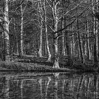Buy canvas prints of Woodland Reflection by Tony Sharp LRPS CPAGB