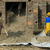 Buy canvas prints of Threshing the Grain, Northern India by Tony Sharp LRPS CPAGB