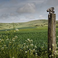 Buy canvas prints of Rural Idyll by Tony Sharp LRPS CPAGB