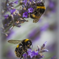 Buy canvas prints of Bees in Lavender by Tony Sharp LRPS CPAGB