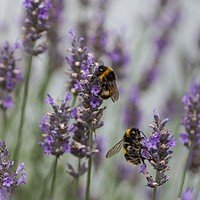 Buy canvas prints of Bees Amongst the Lavender by Tony Sharp LRPS CPAGB
