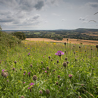 Buy canvas prints of Wild Flower Meadow - S. Downs National Park by Tony Sharp LRPS CPAGB