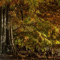 Buy canvas prints of Autumn Light by Tony Sharp LRPS CPAGB