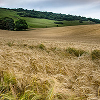 Buy canvas prints of IN FIELDS OF GOLD by Tony Sharp LRPS CPAGB