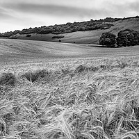 Buy canvas prints of DOWNLAND LANDSCAPE by Tony Sharp LRPS CPAGB