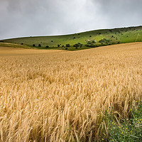 Buy canvas prints of THE LONG MAN OF WILMINGTON ABOVE A FIELD OF WHEAT by Tony Sharp LRPS CPAGB