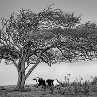 Buy canvas prints of A COW UNDER A TREE by Tony Sharp LRPS CPAGB