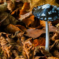 Buy canvas prints of MAGPIE INKCAP AMONGST AUTUMN LEAVES by Tony Sharp LRPS CPAGB