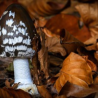 Buy canvas prints of MAGPIE  INKCAP EMERGES AMONGST AUTUMN LEAVES by Tony Sharp LRPS CPAGB