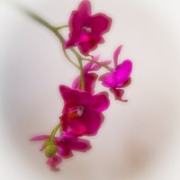 Buy canvas prints of ARTIFICIAL BEAUTY - ORCHID by Tony Sharp LRPS CPAGB