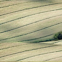 Buy canvas prints of FIELD PATTERNS by Tony Sharp LRPS CPAGB