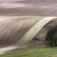 Buy canvas prints of SOUTH DOWNS' FIELD PATTERNS by Tony Sharp LRPS CPAGB
