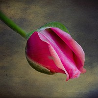 Buy canvas prints of ROSE BUD IN DETAILED FORM by Tony Sharp LRPS CPAGB