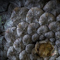 Buy canvas prints of PINE CONE DETAIL by Tony Sharp LRPS CPAGB