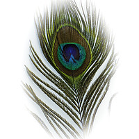 Buy canvas prints of PEACOCK FEATHER by Tony Sharp LRPS CPAGB