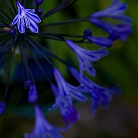Buy canvas prints of BLUE BLOOM by Tony Sharp LRPS CPAGB