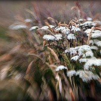Buy canvas prints of WILD MEADOW by Tony Sharp LRPS CPAGB