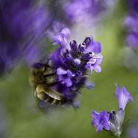 Buy canvas prints of SURREAL BEE ON LAVENDER by Tony Sharp LRPS CPAGB