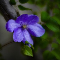 Buy canvas prints of BLUE CLEMATIS by Tony Sharp LRPS CPAGB