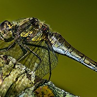 Buy canvas prints of AUTUMN DRAGONFLY by Tony Sharp LRPS CPAGB