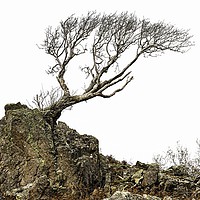 Buy canvas prints of LONE TREE ON ROCKY OUTCROP by Tony Sharp LRPS CPAGB