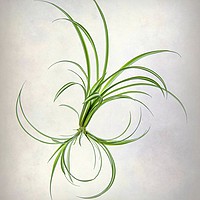 Buy canvas prints of SPIDER PLANT (Chlorophytum comosum) by Tony Sharp LRPS CPAGB