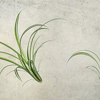 Buy canvas prints of SPIDER PLANTS (Chlorophytum comosum) by Tony Sharp LRPS CPAGB